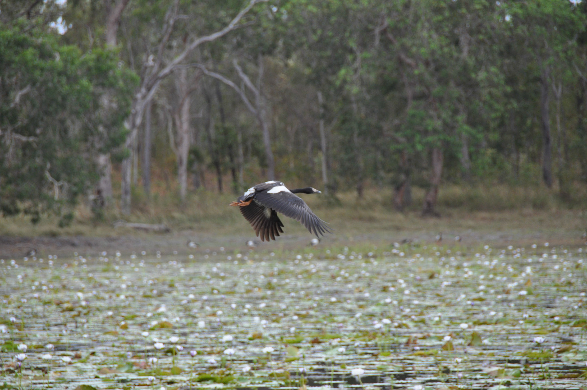 Magpie Geese