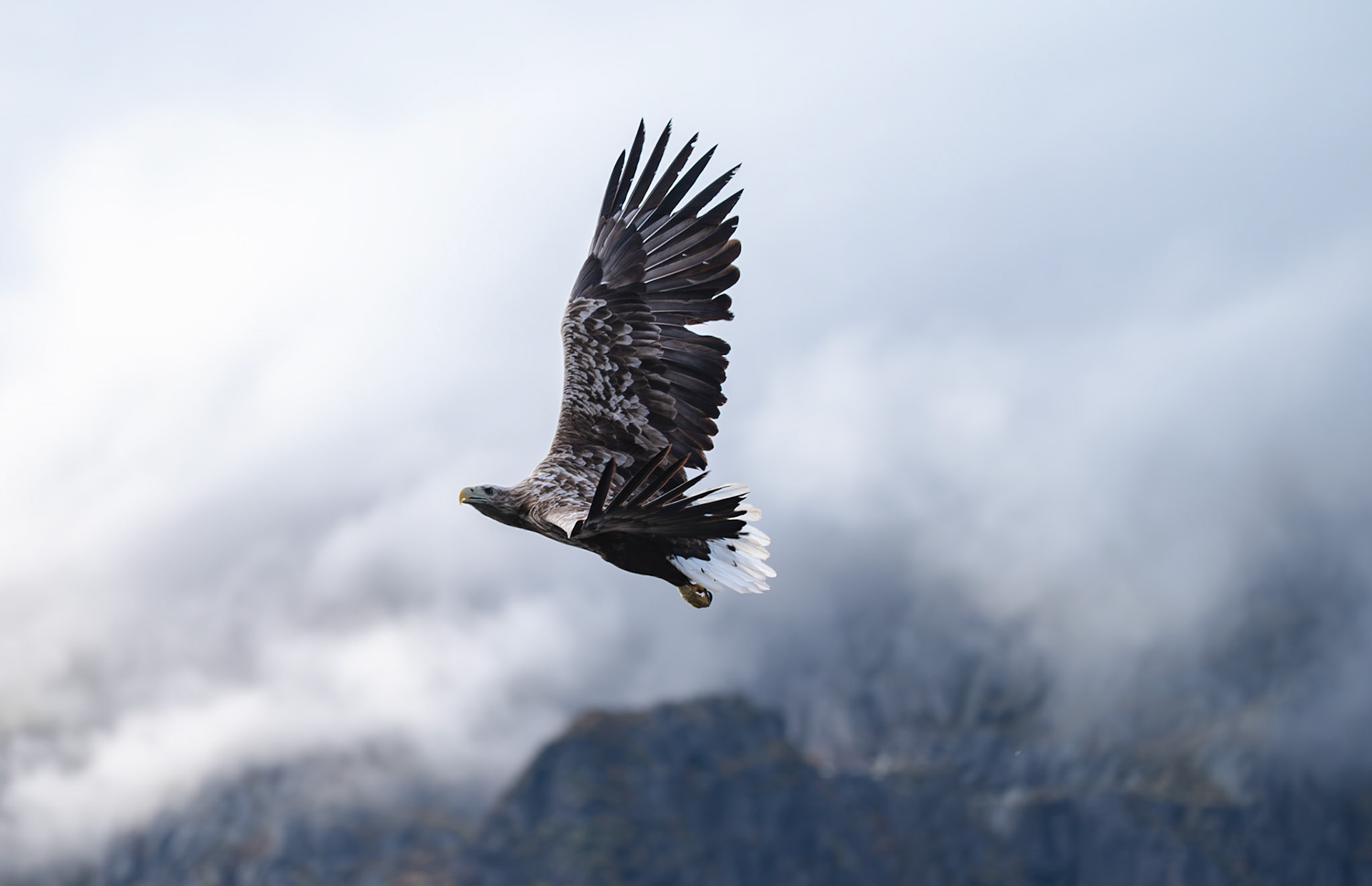 Sea Eagle Trollfjord
