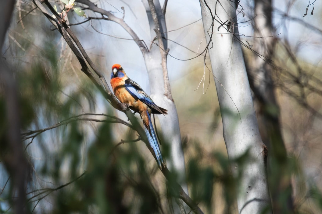 Adelaide Rosella, Clare Valley