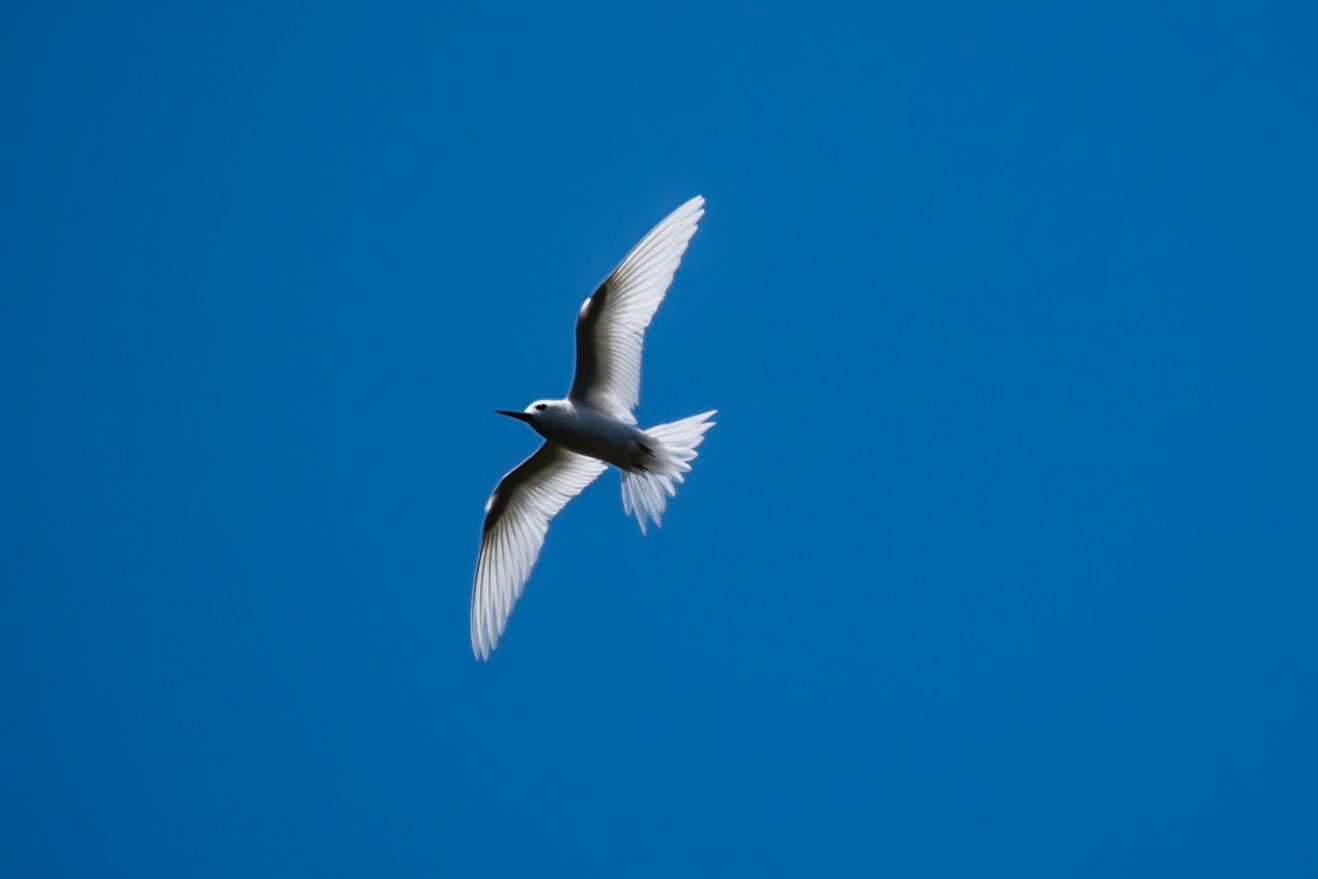 White Tern, Norfolk Island