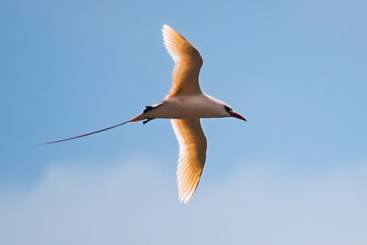 Red Tailed Tropic Bird, Norfolk Island