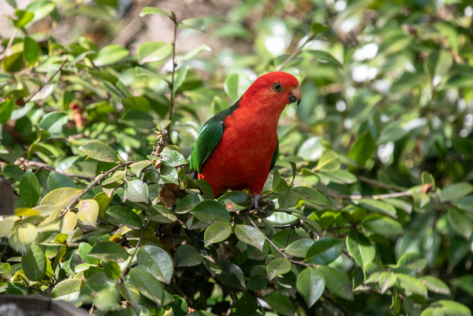 Male King Parrot, Bright
