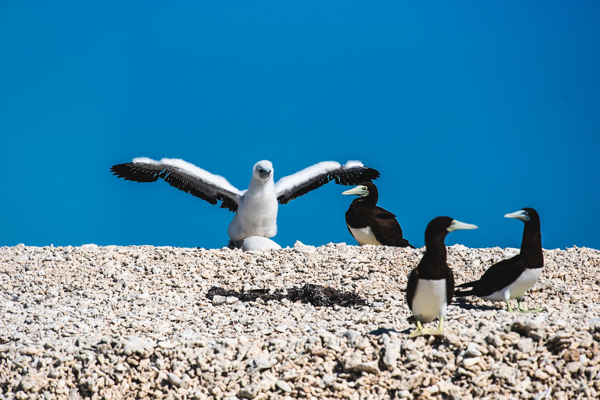 Brown Booby