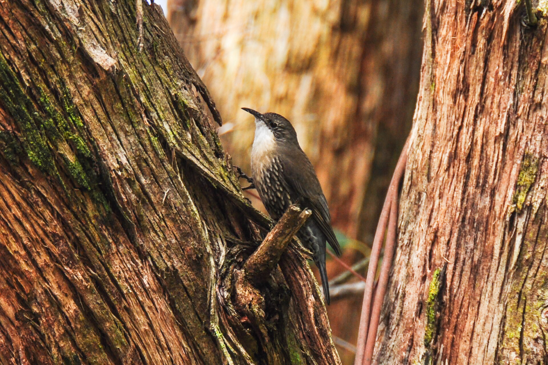 Treecreeper