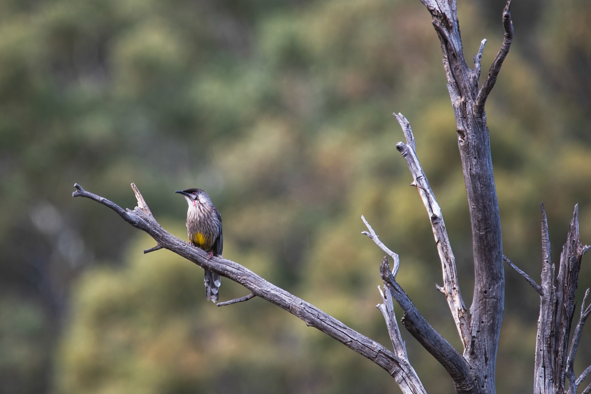 Red Wattle Bird, Wilpena Pound