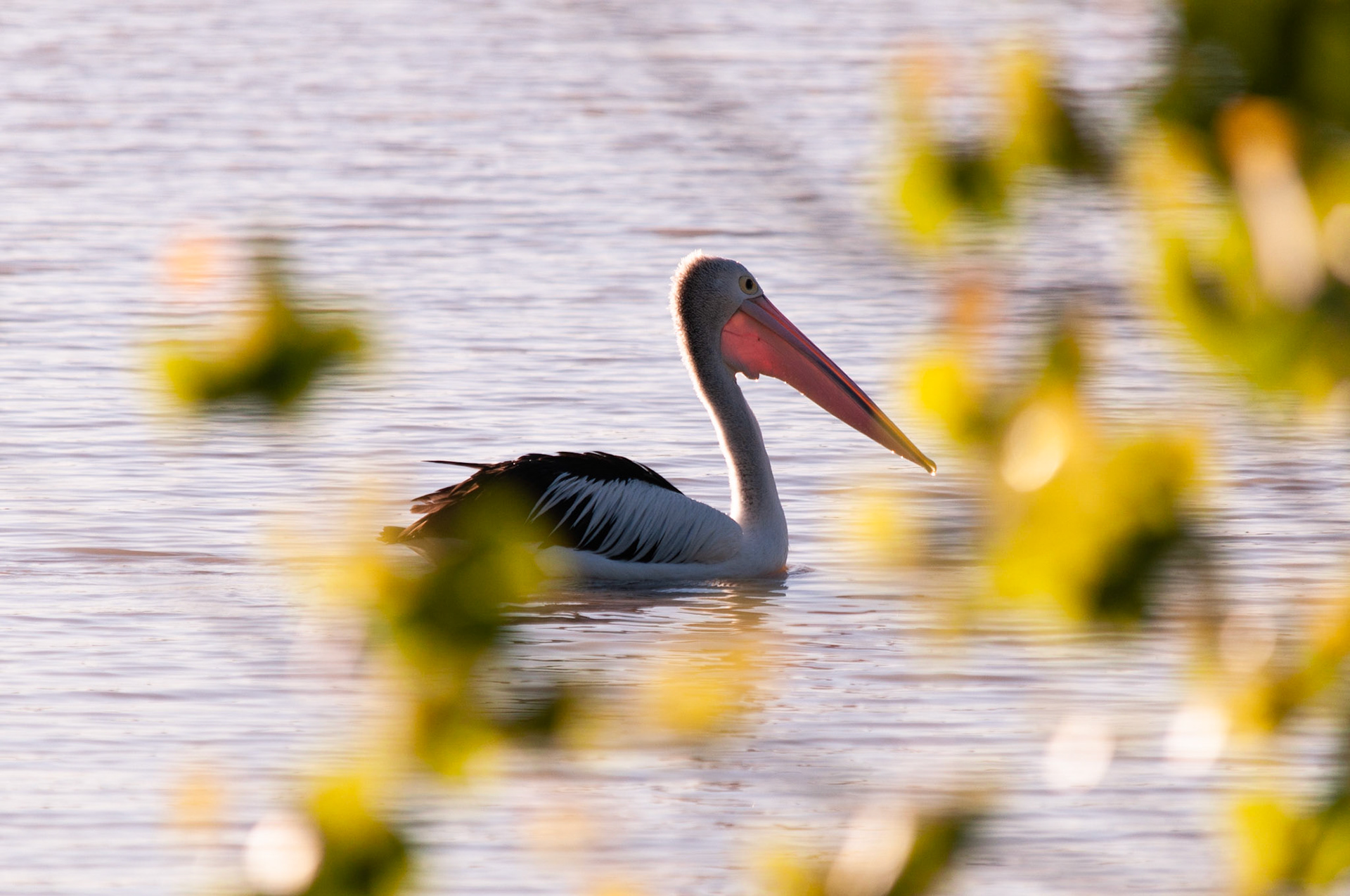 Pelican