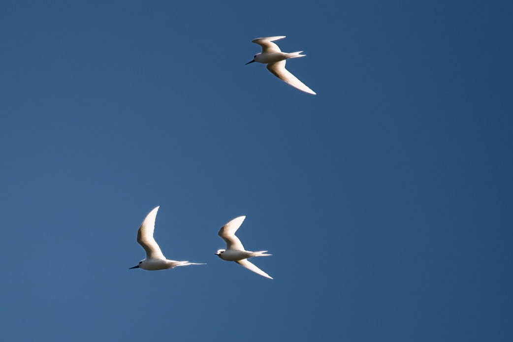 White Tern, Norfolk Island