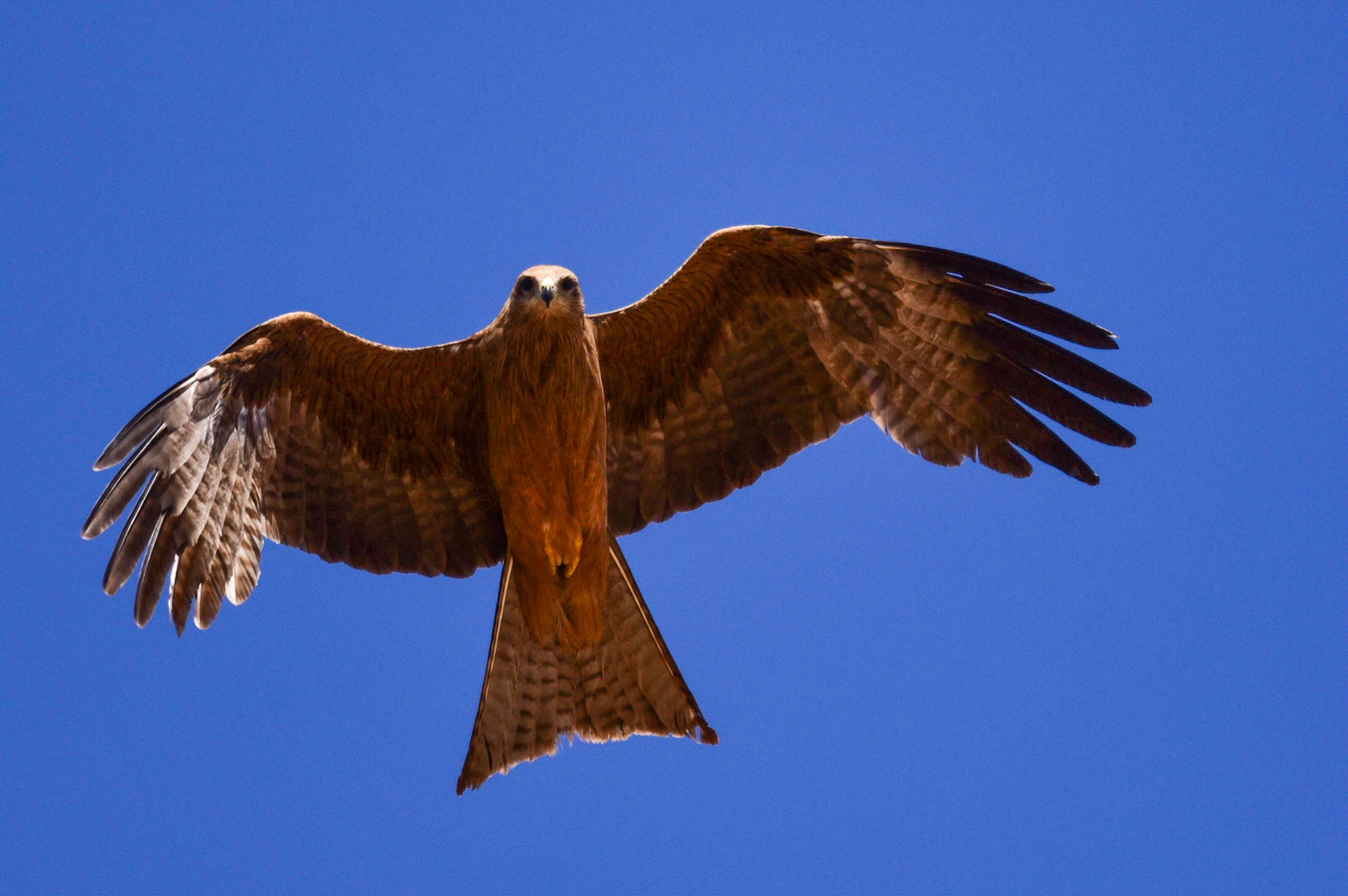 Whistling Kite