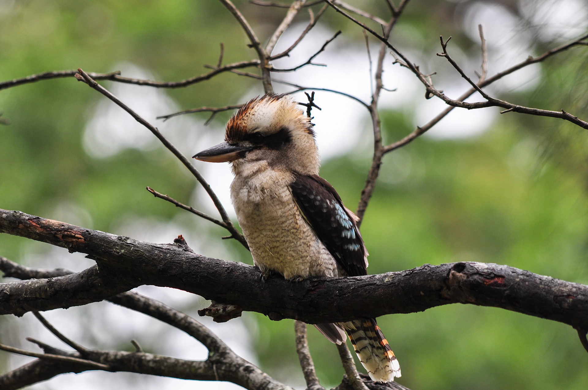 Laughing Kookaburra