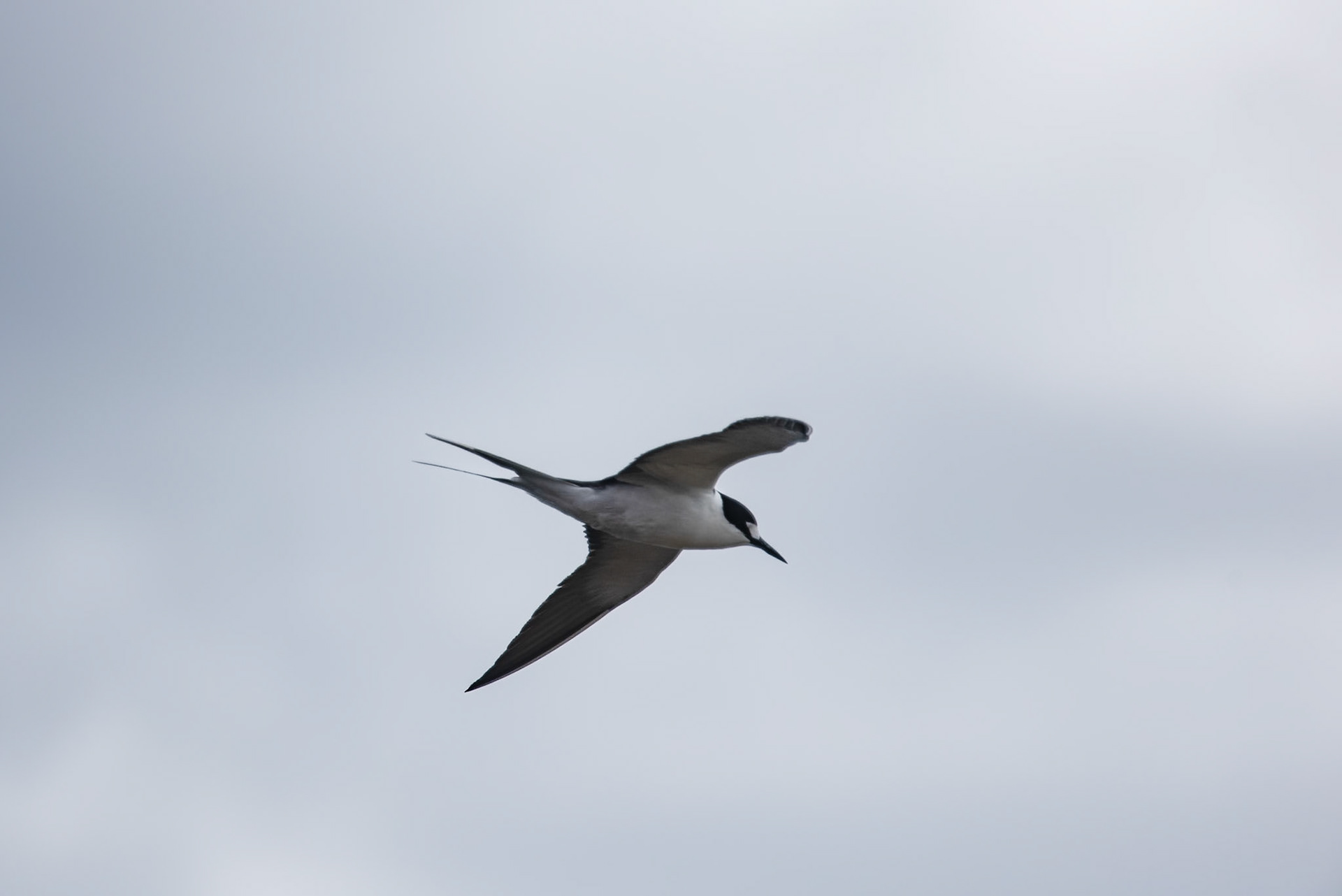Sooty Tern, Norfolk Island