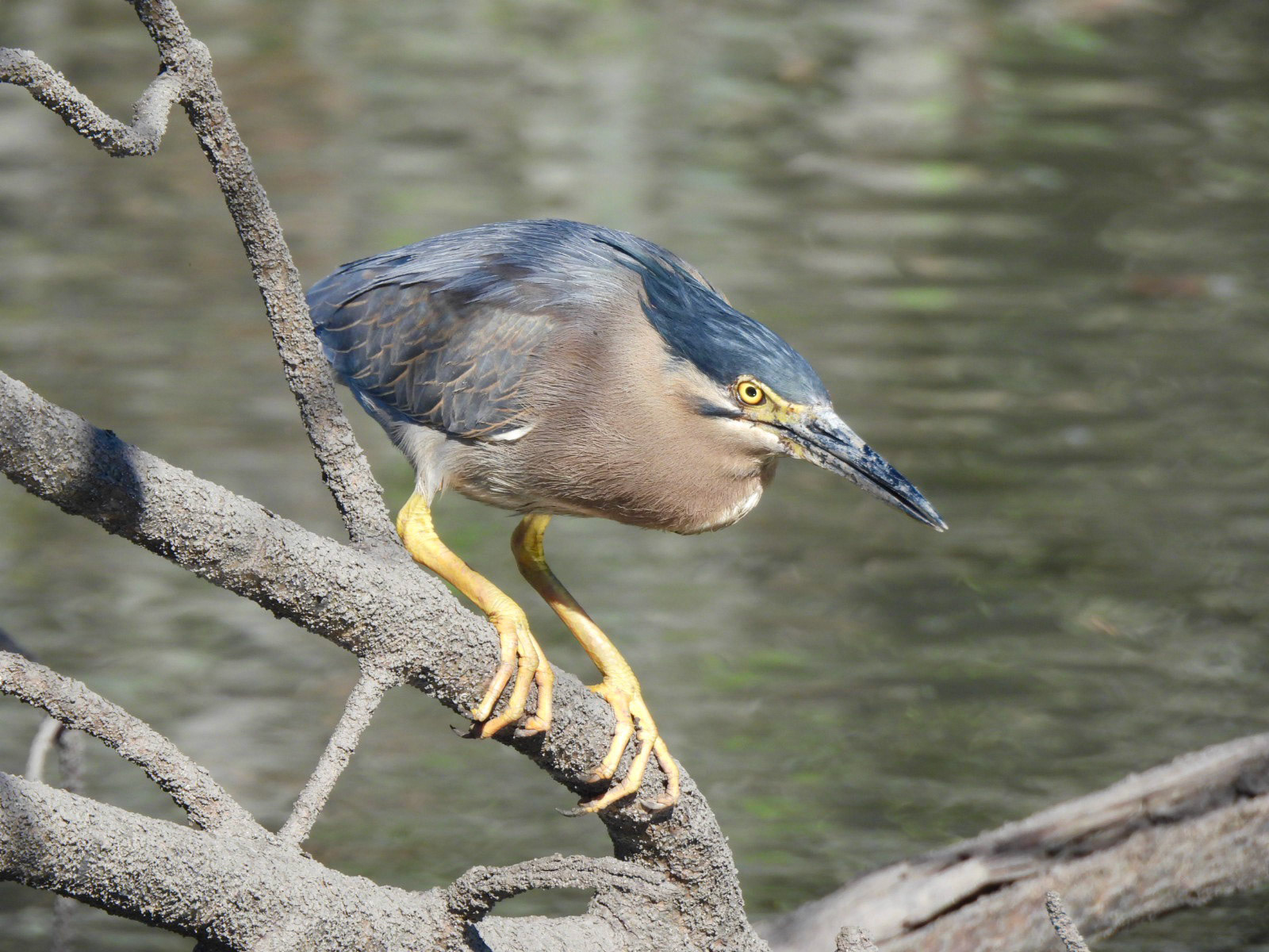 Nankeen Night Heron