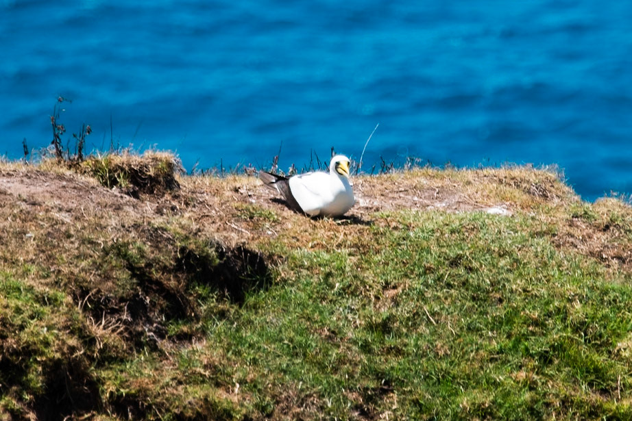 Masked Booby, Norfolk Island