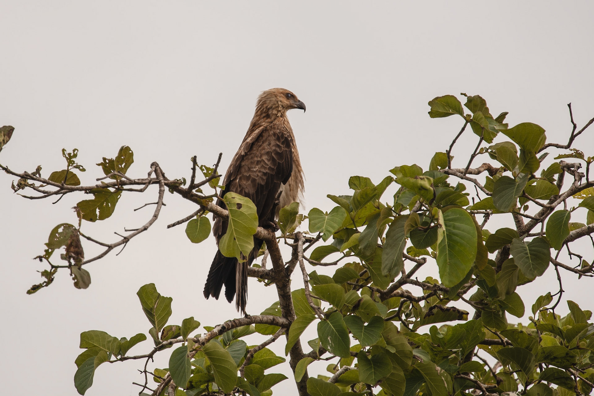 Whistling Kite