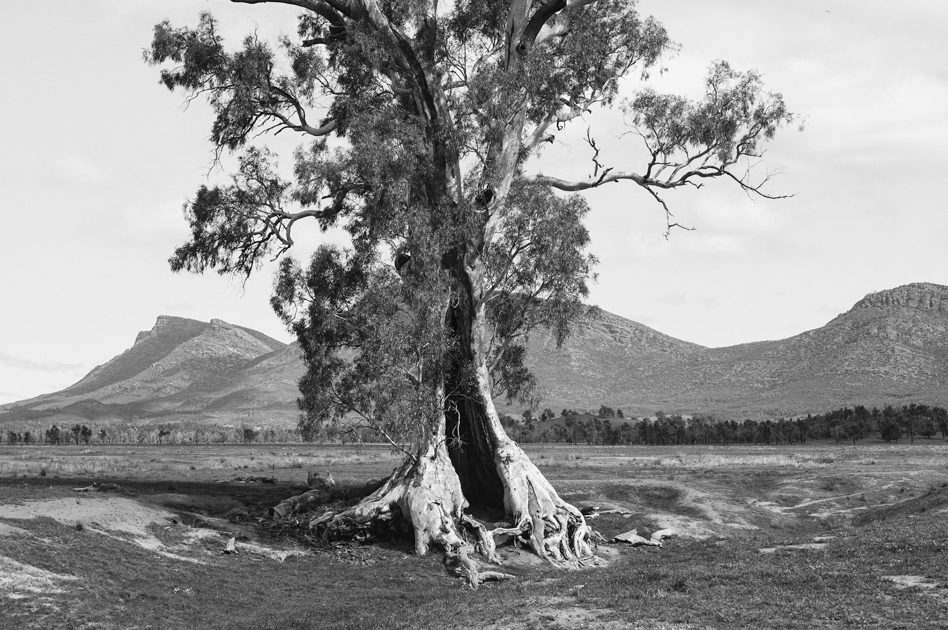 The Cazneaux Tree