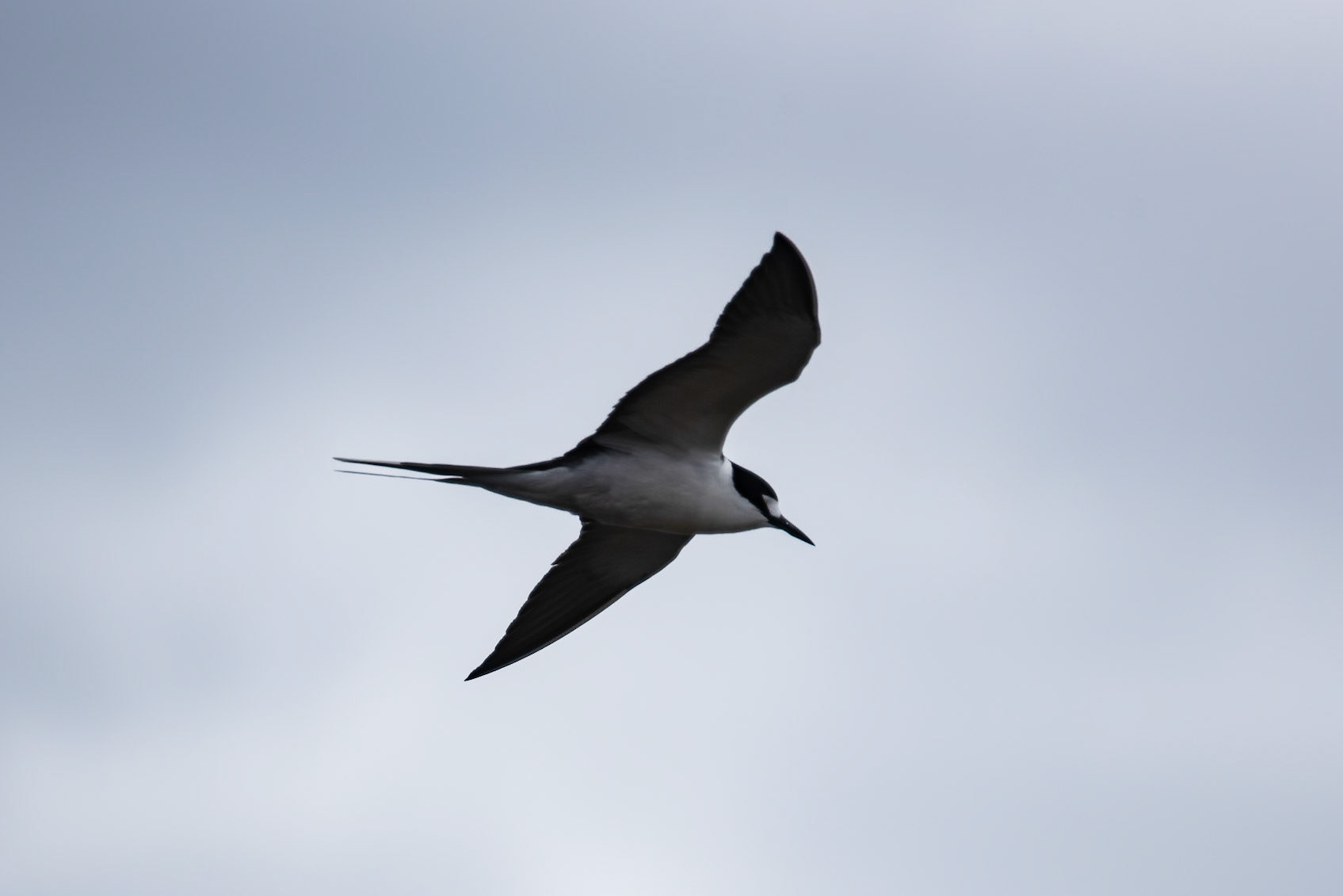 Sooty Tern, Norfolk Island