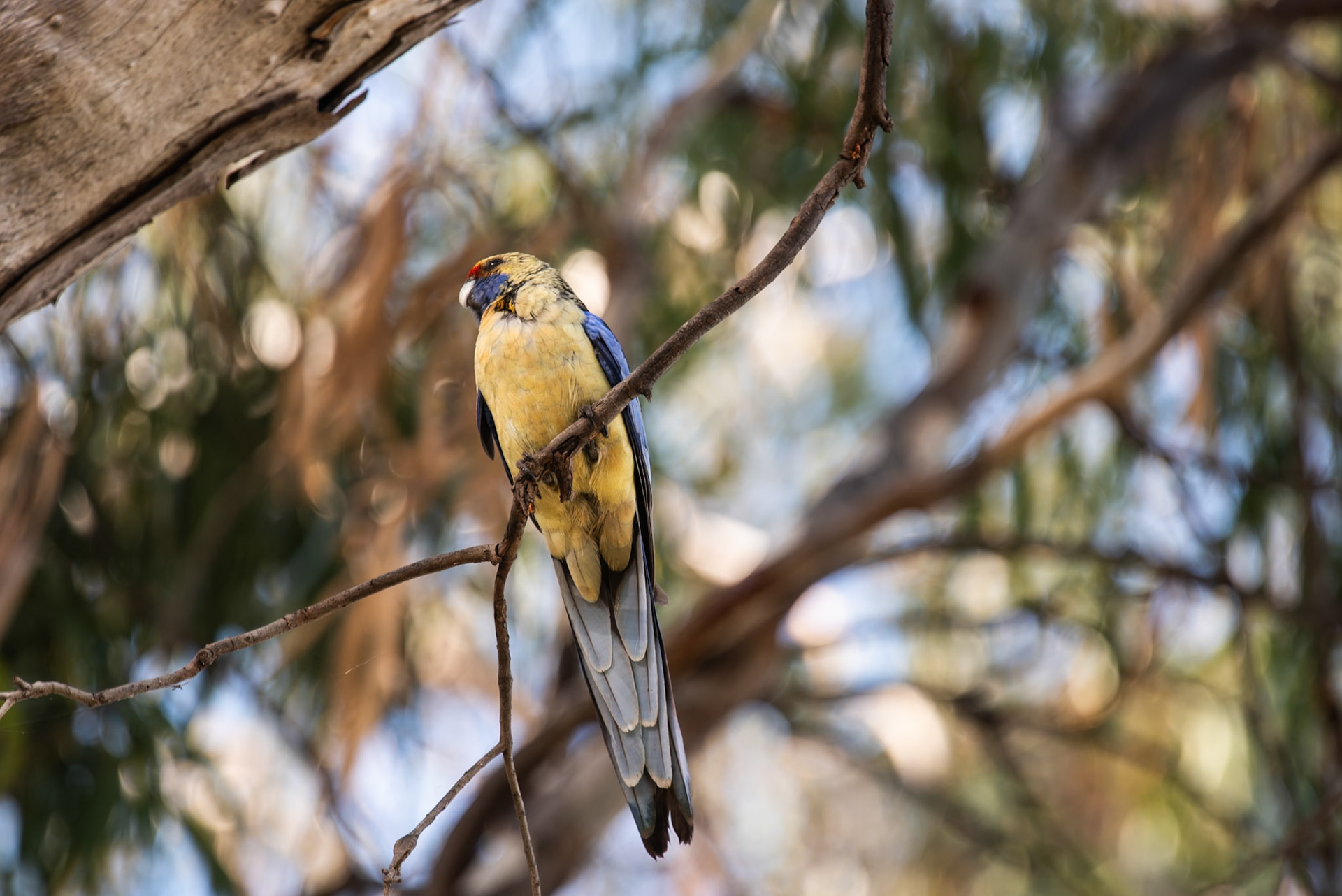 Yellow Rosella, Renmark