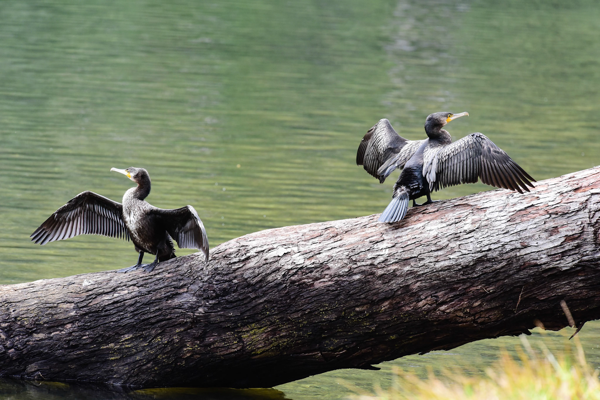 Great Cormarants, Hacking River Audley