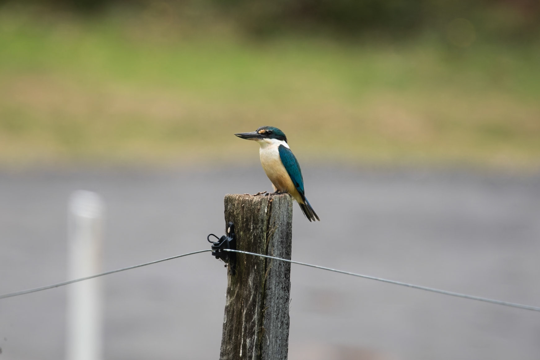Sacred Kingfisher, Norfolk Island