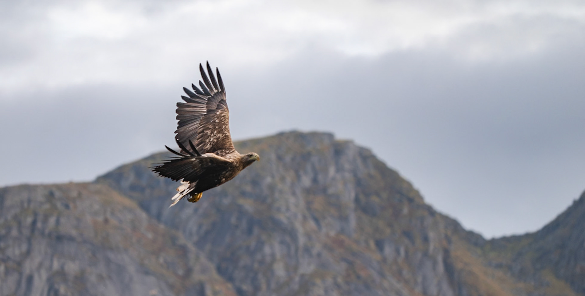 Sea Eagle Trollfjord