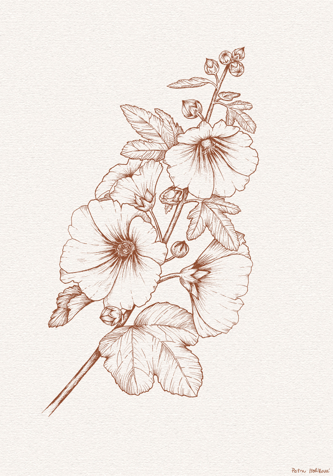 Hollyhock - ink drawing