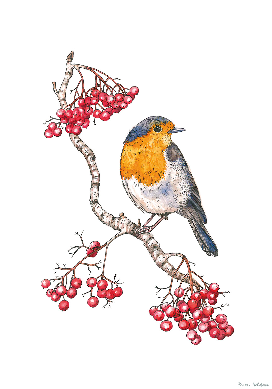 Robin - watercolor painting