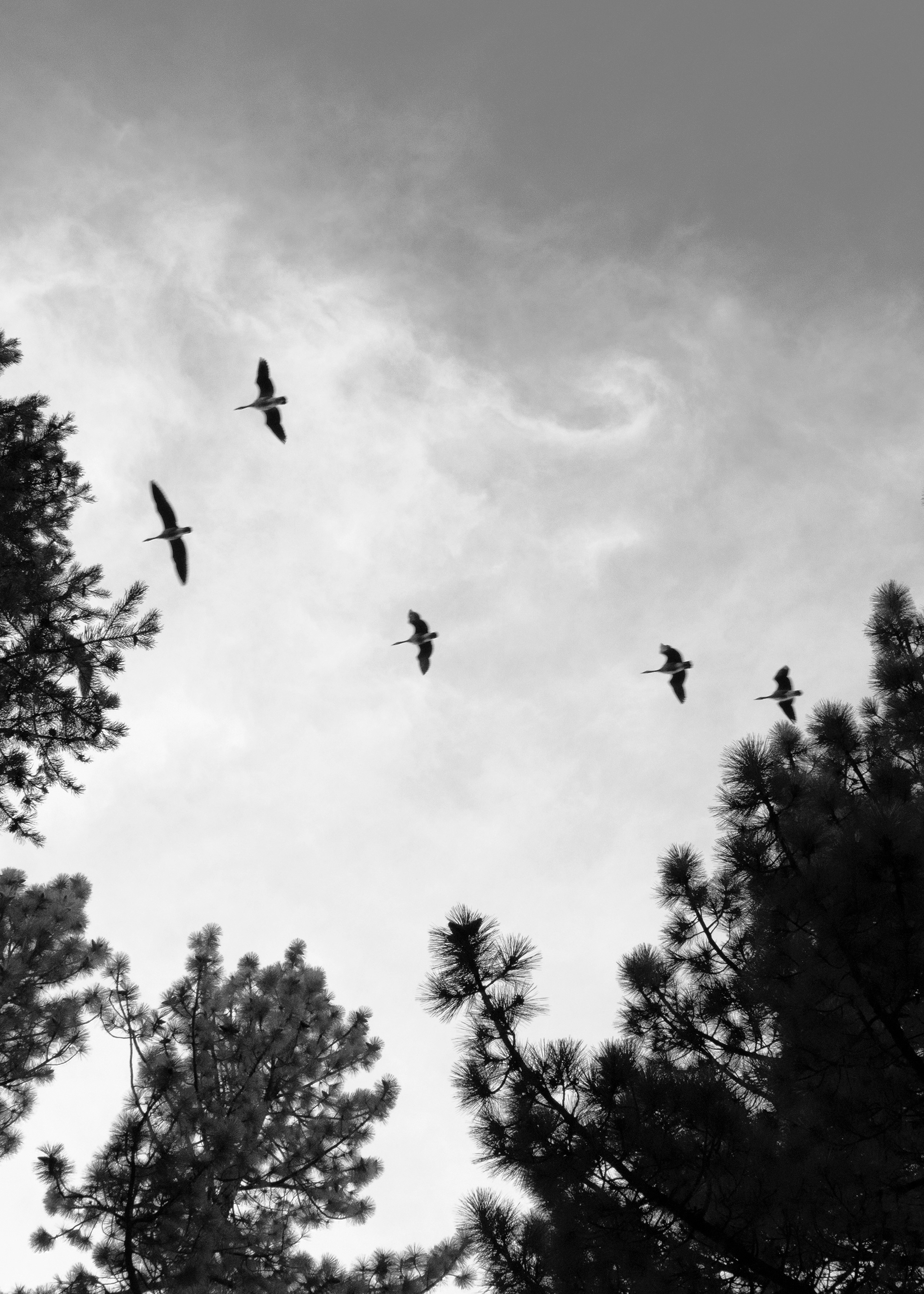 Migration | South Lake Tahoe, CA