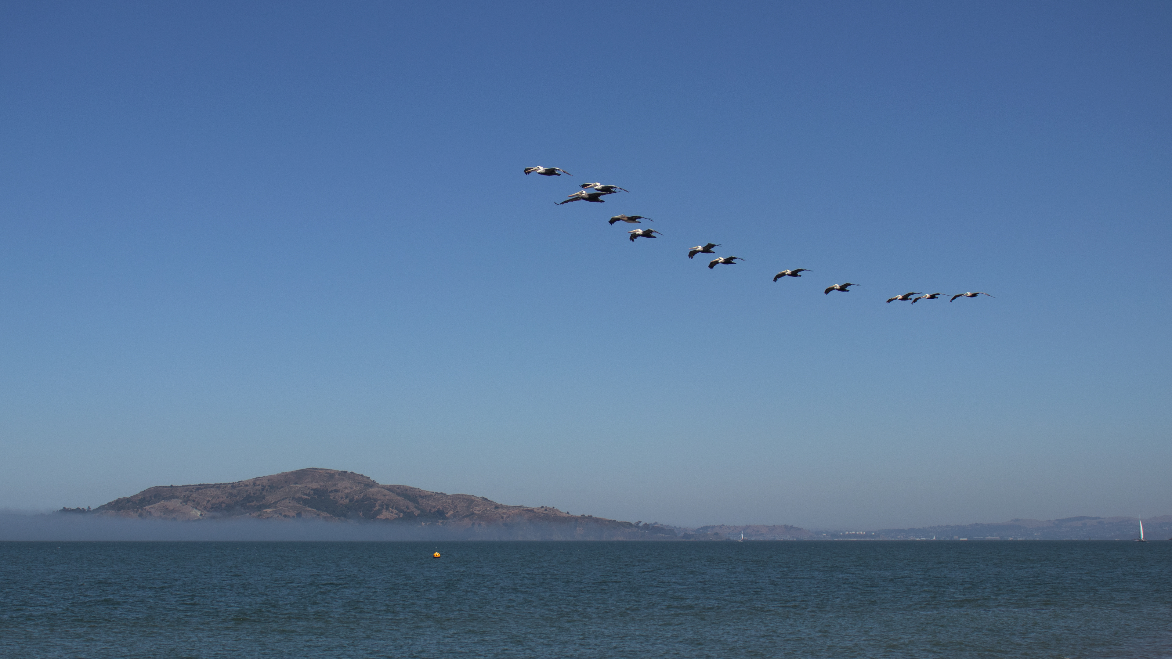 Birds in Sync | SF | Fall 2019