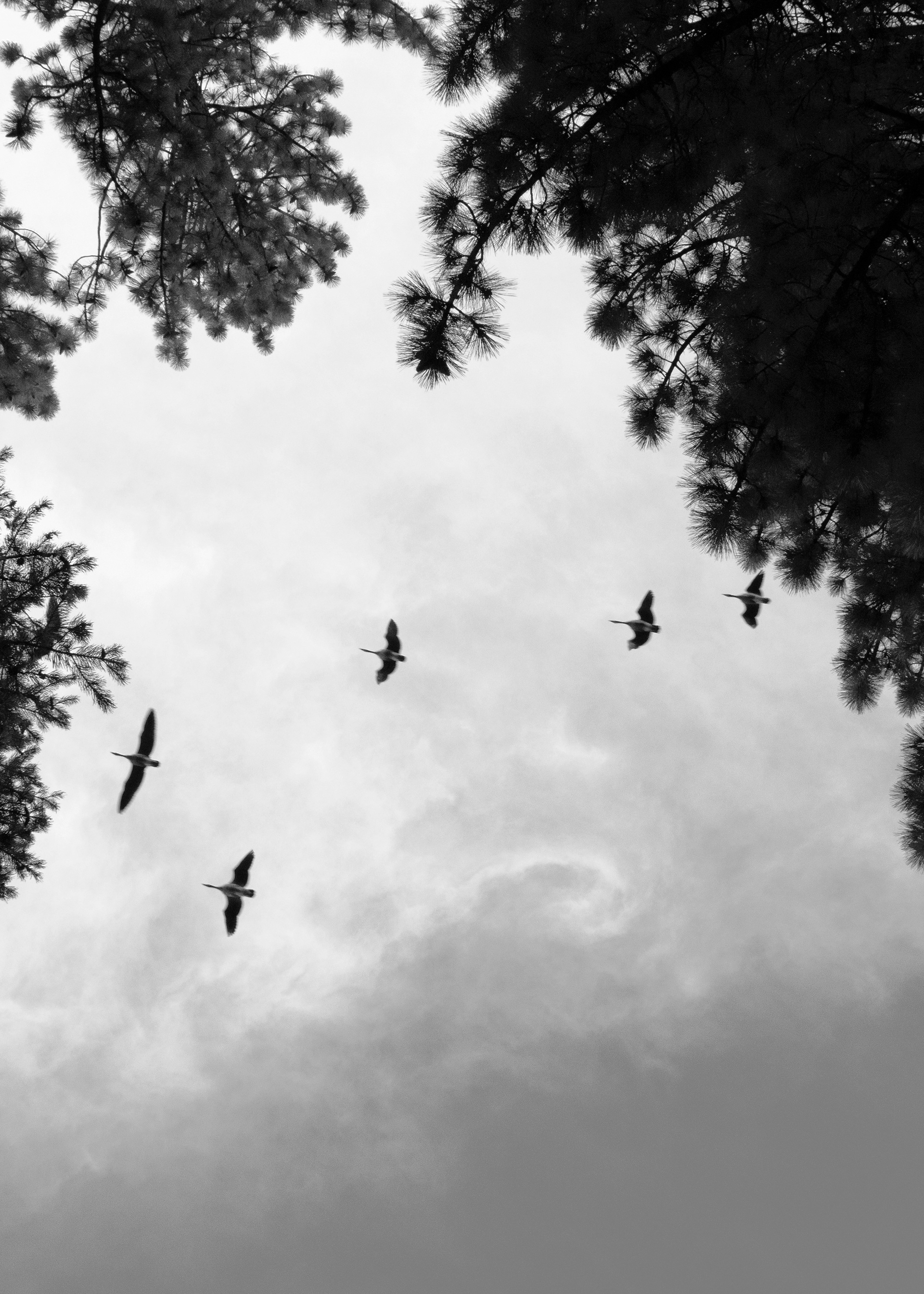 Migration | South Lake Tahoe, CA