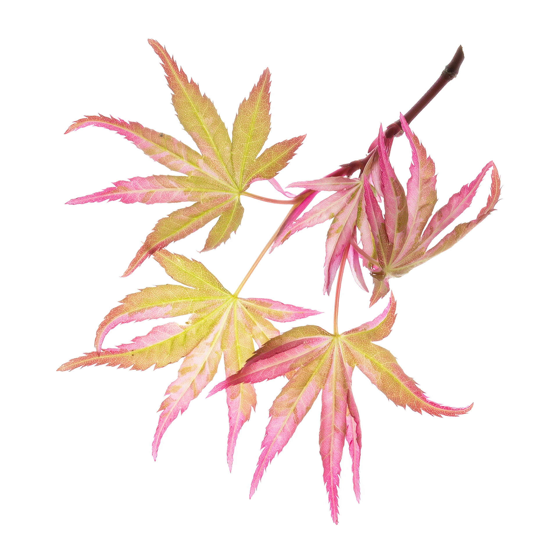 Acer