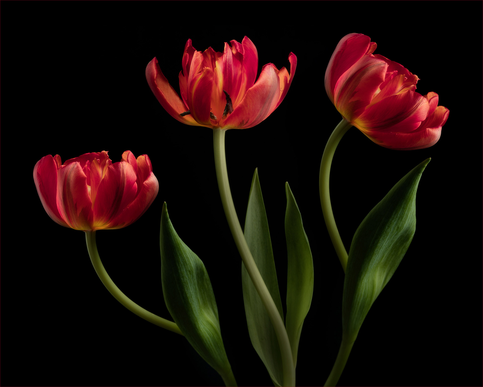 Tulips