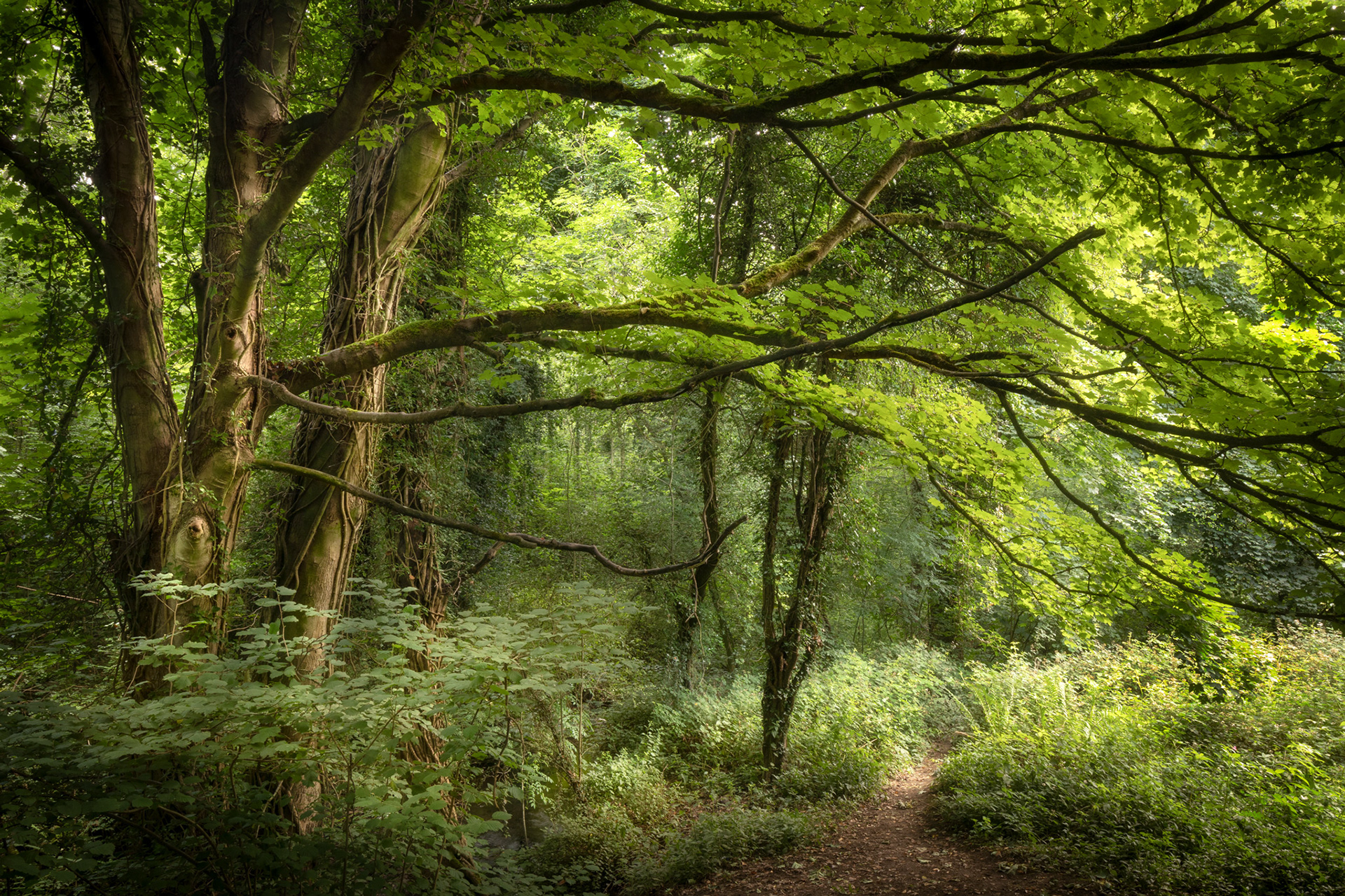 Dronfield Nature Park