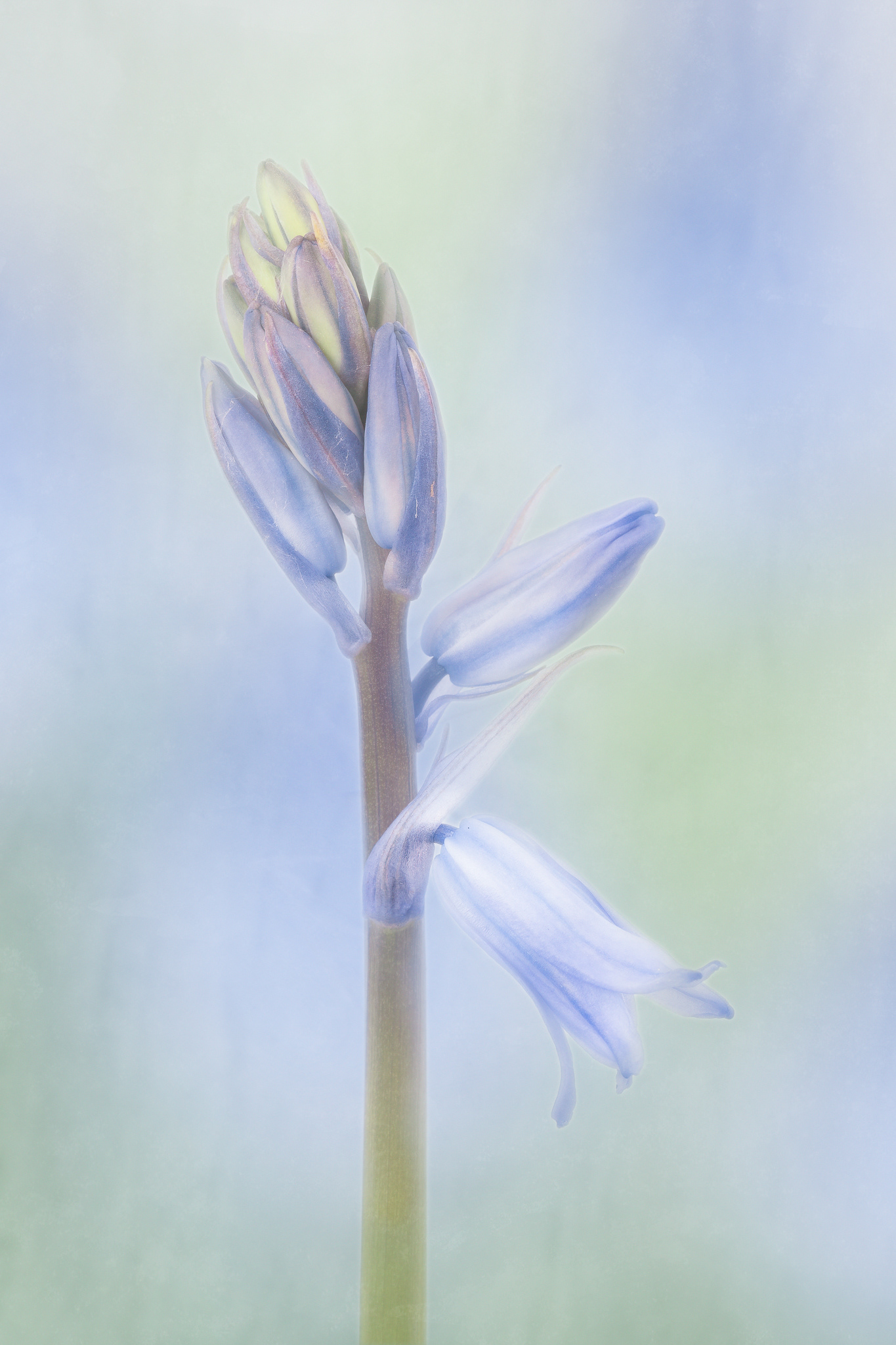 Spanish Bluebell