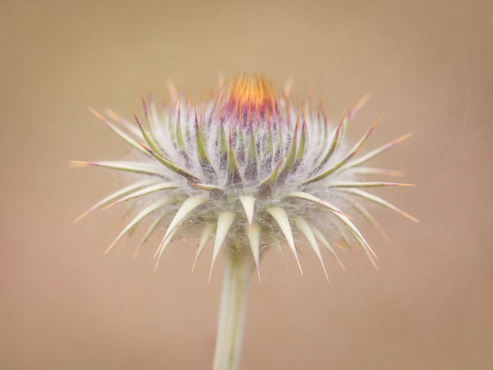 Thistle