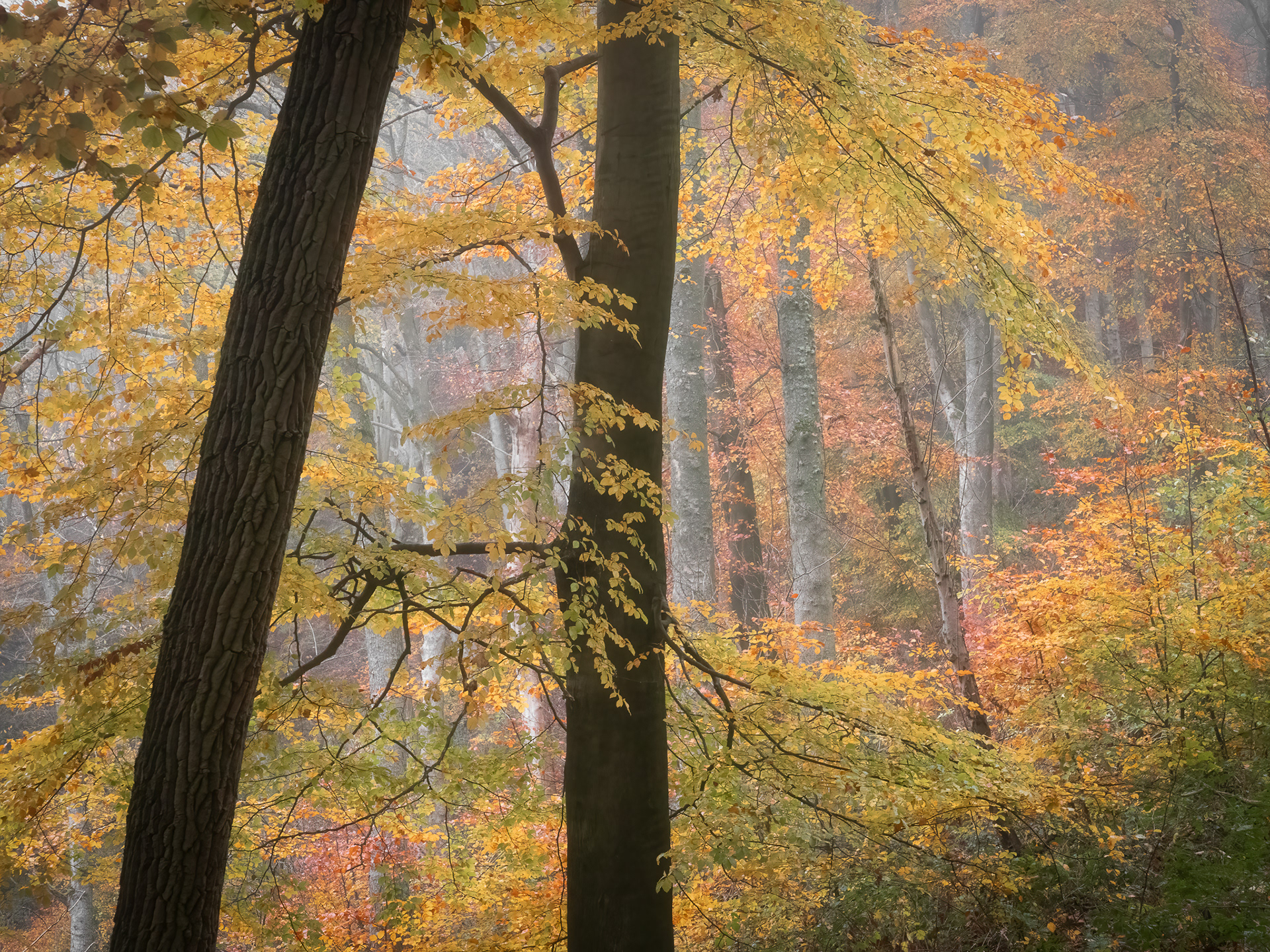 Peak District Beech trees