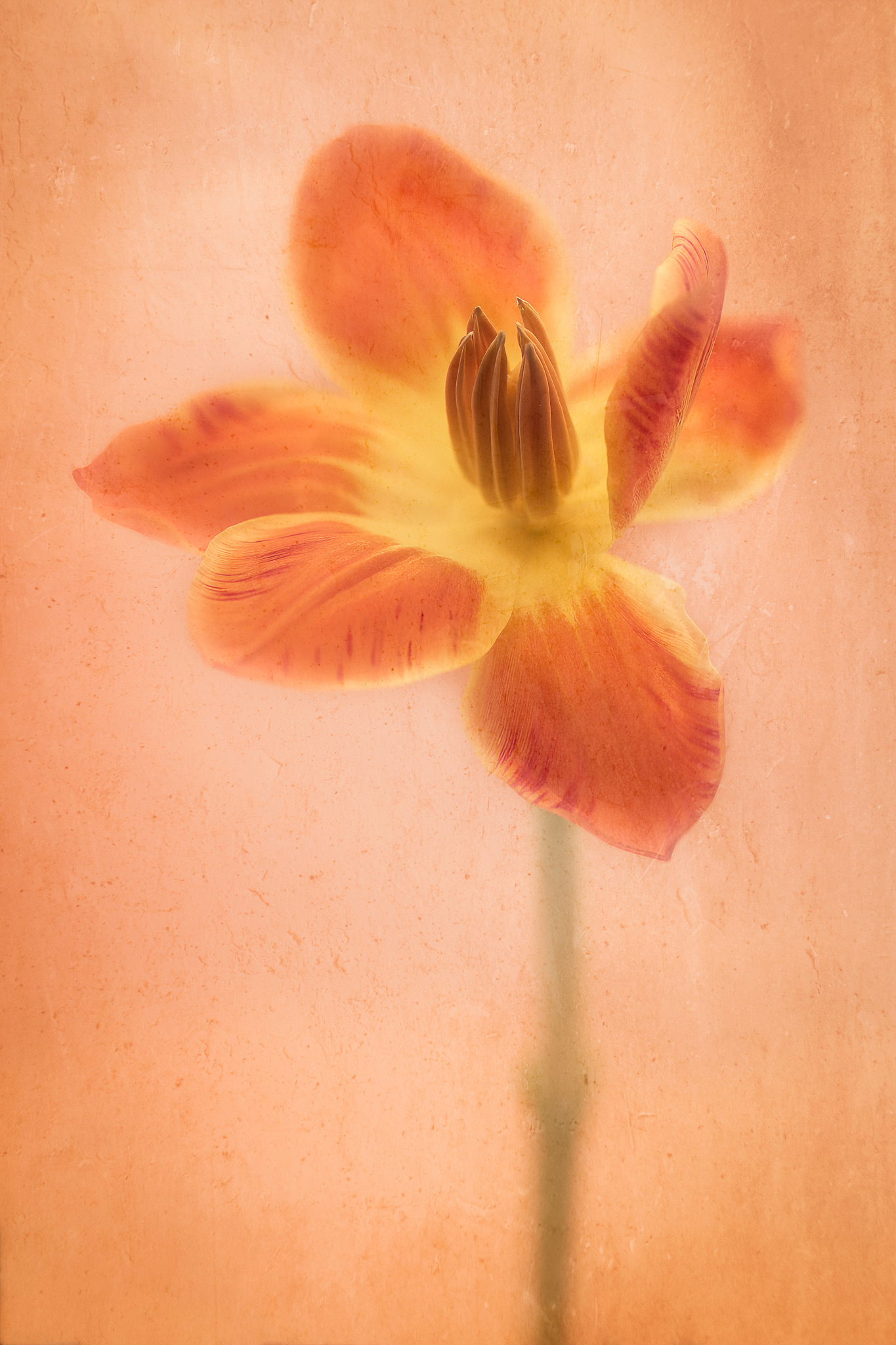 Tulip