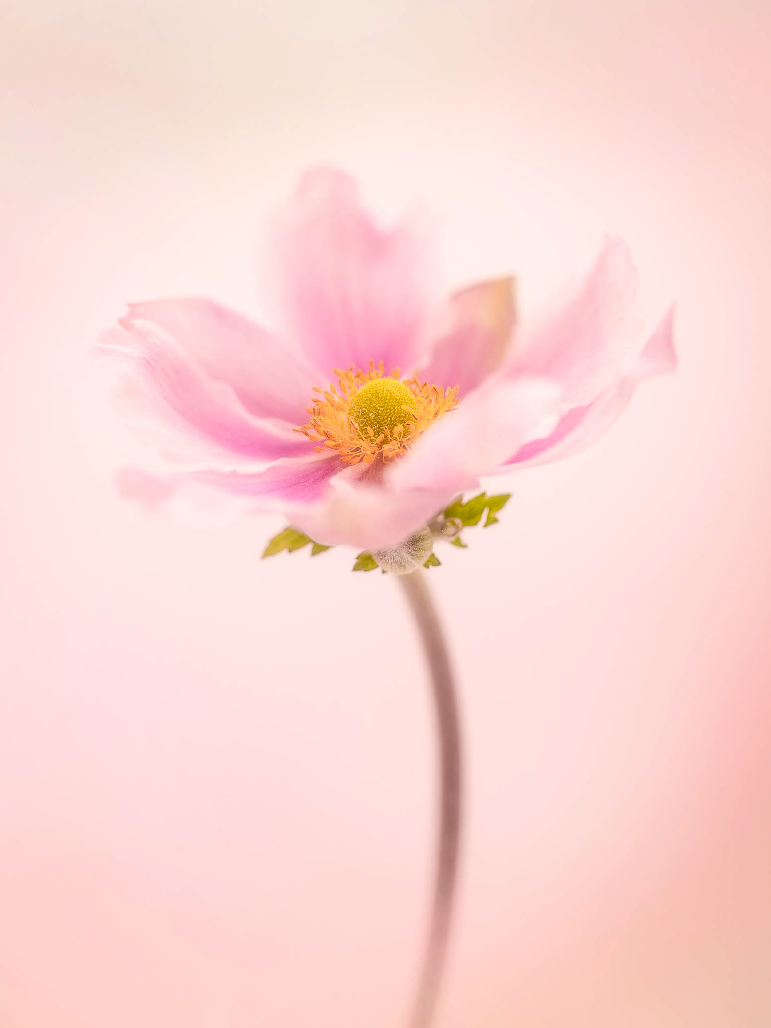 Japanese Anemone