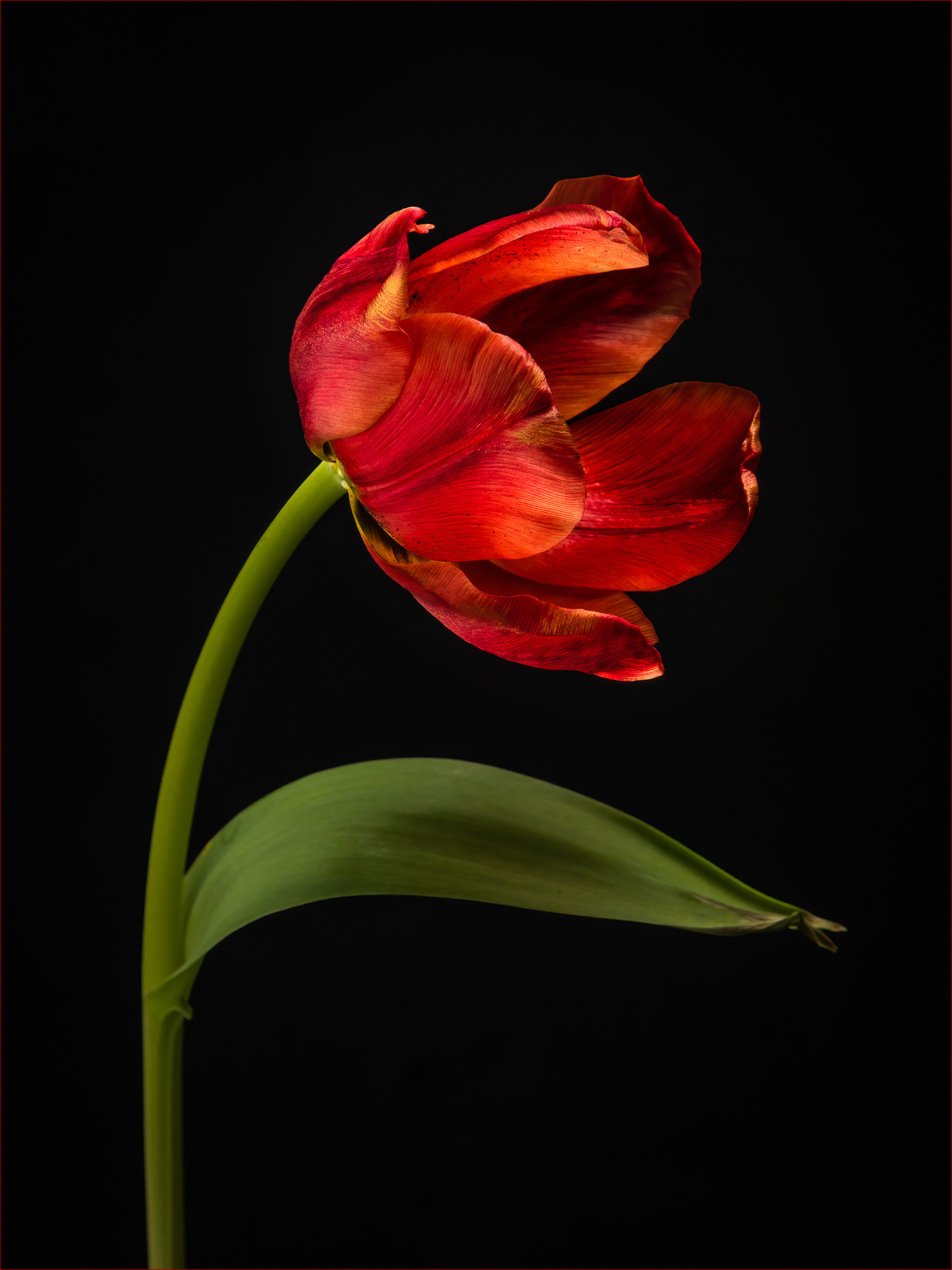 Tulip