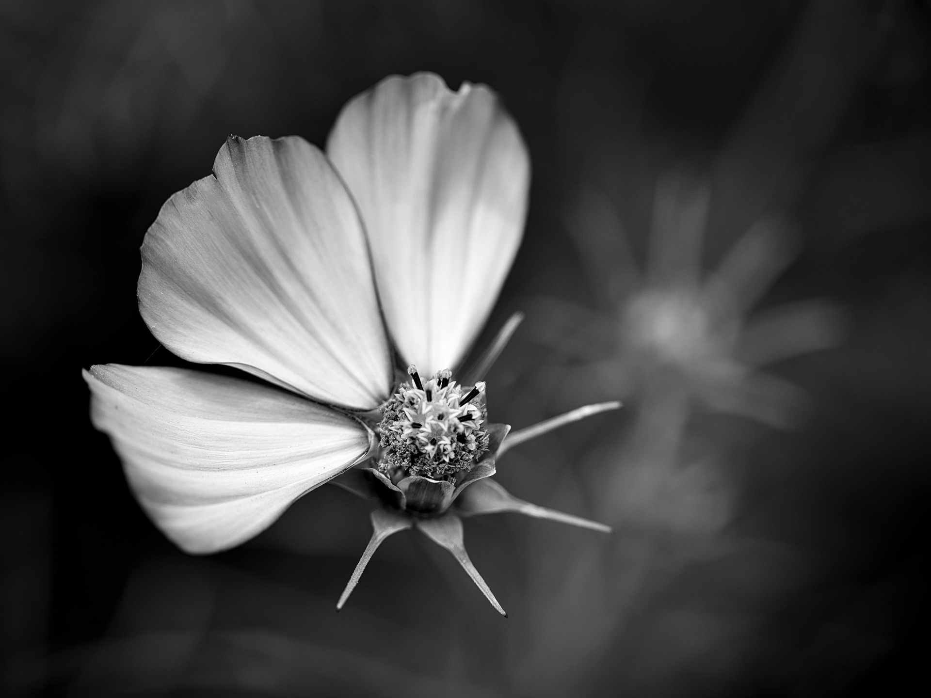 Cosmos