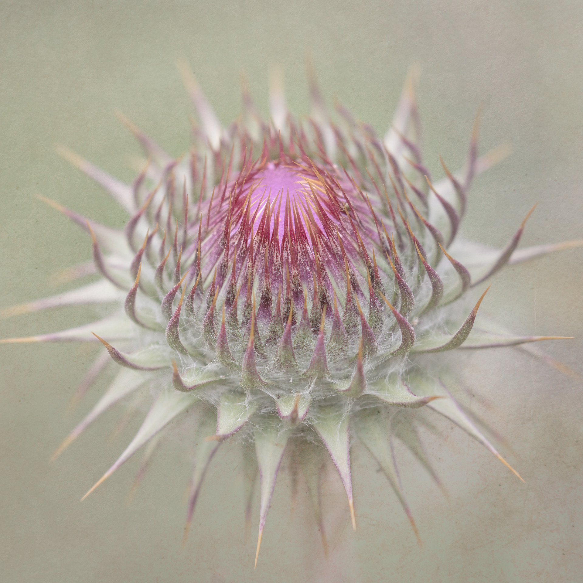 Thistle