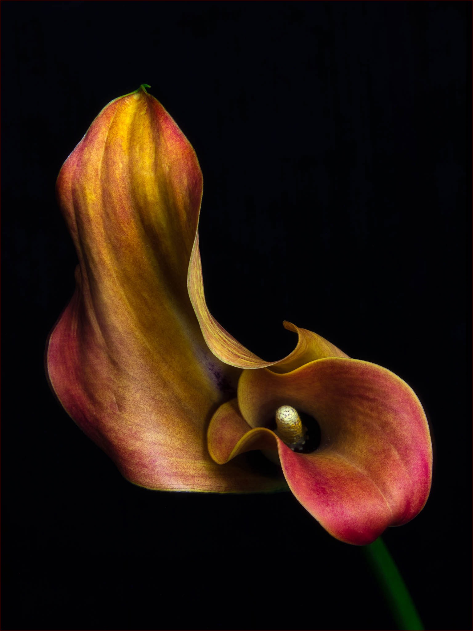 Zantedeschia