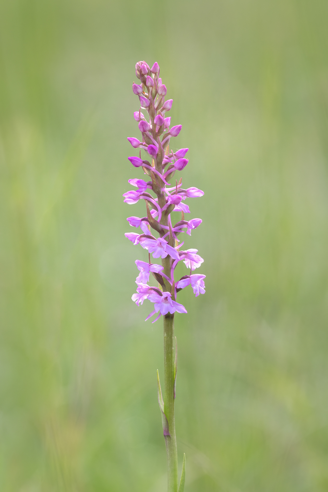 Fragrant Orchid