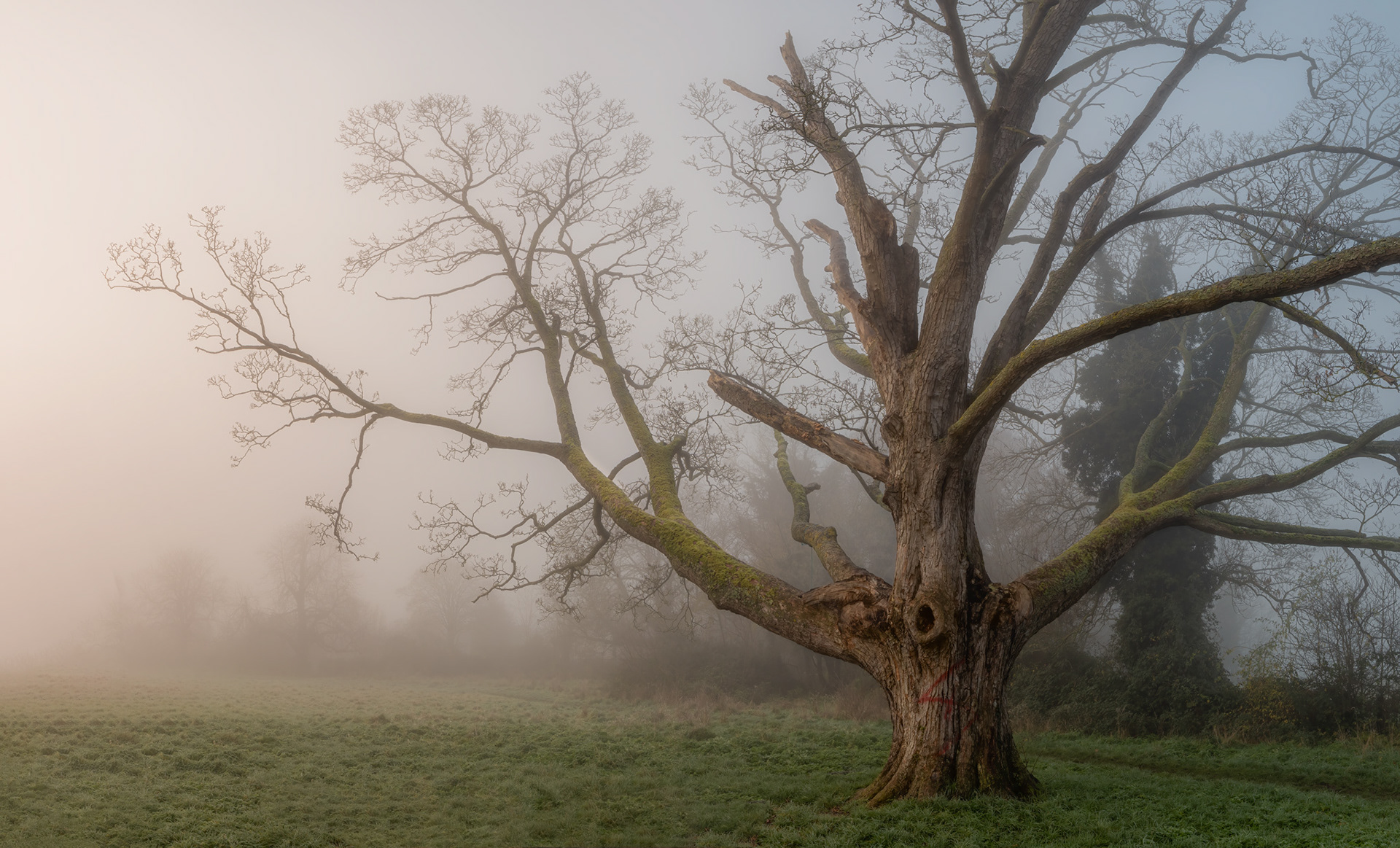 The old Sycamore... gone but not forgotten