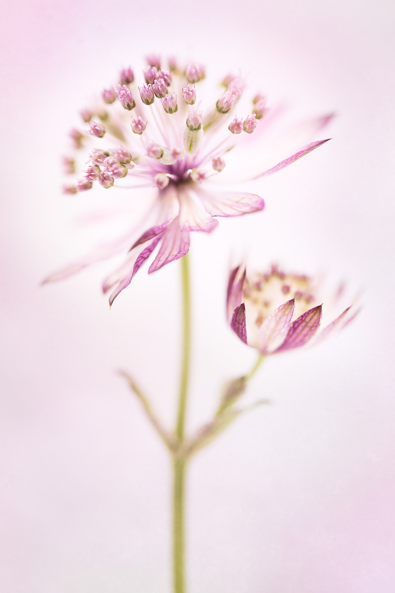 Astrantia