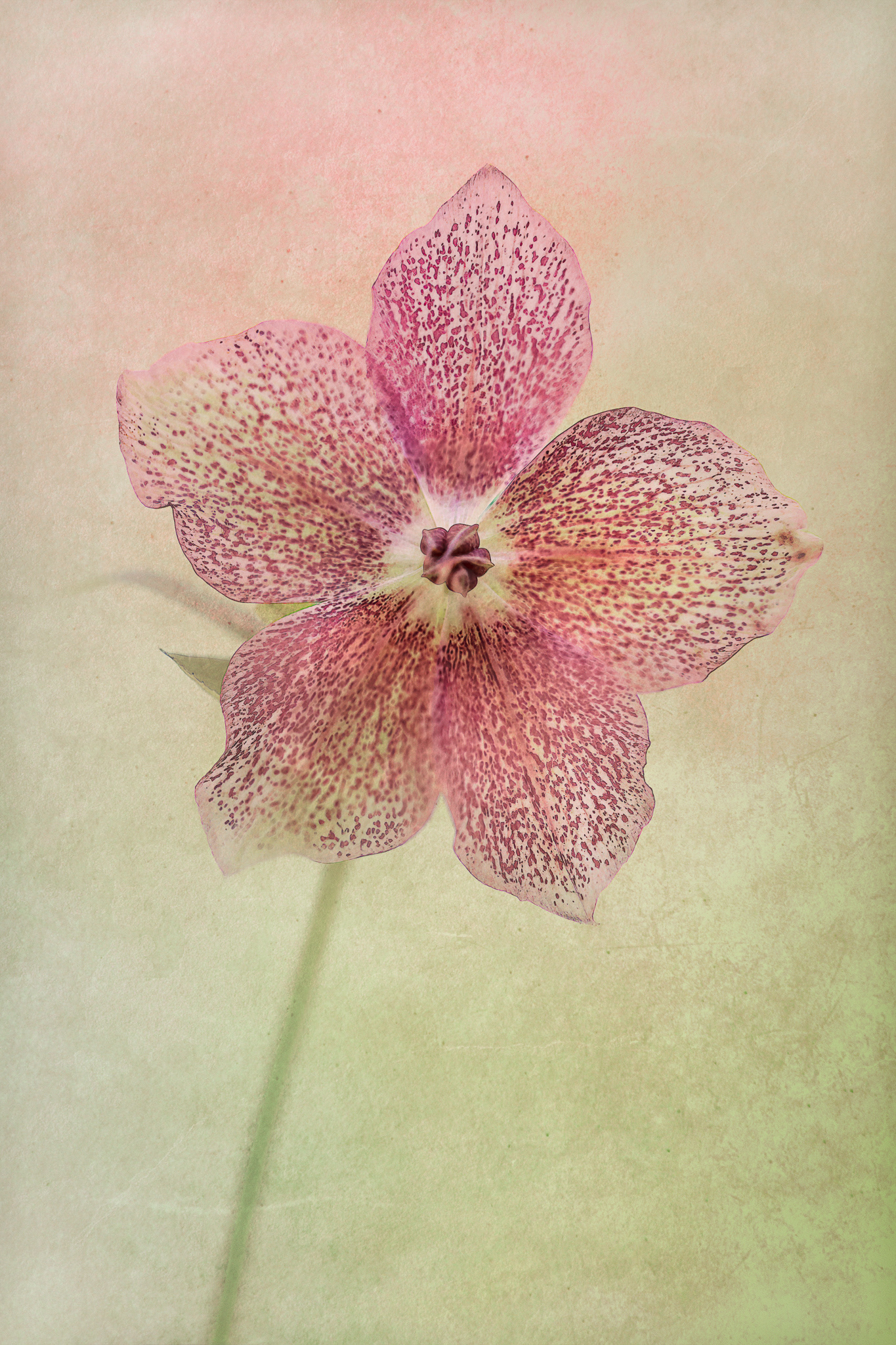Hellebore