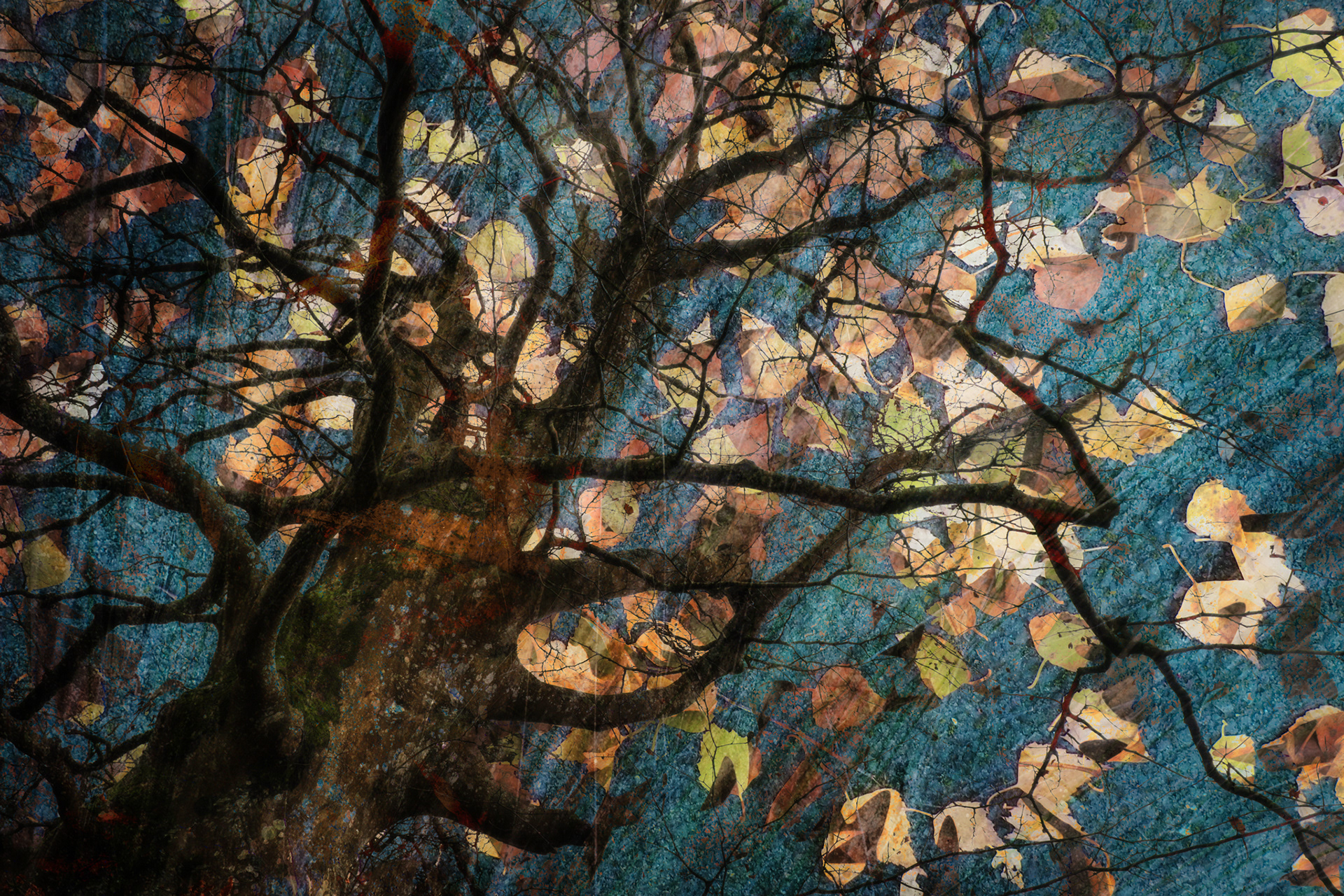 Birch-blown