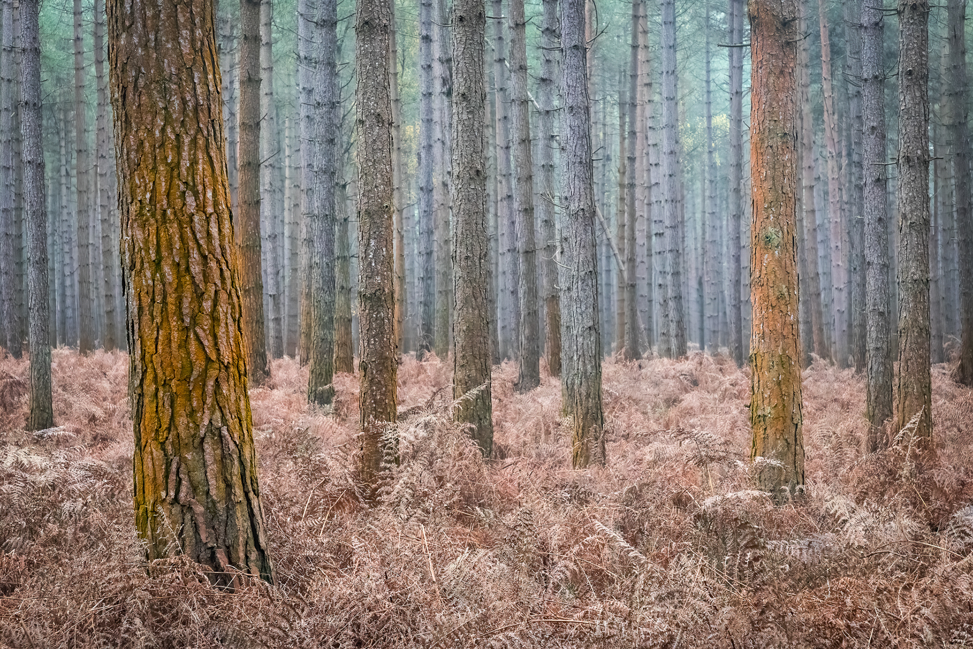 Thetford Forest