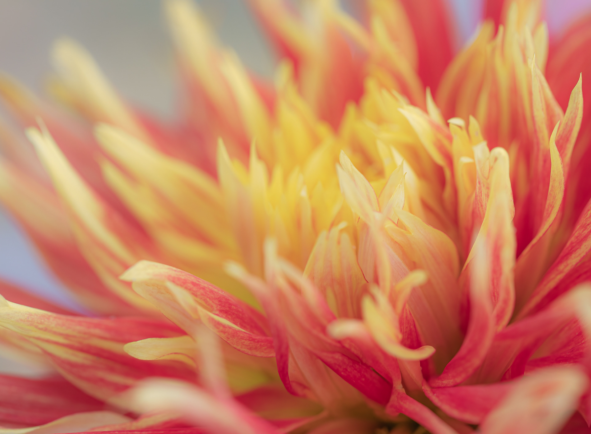 Dahlia