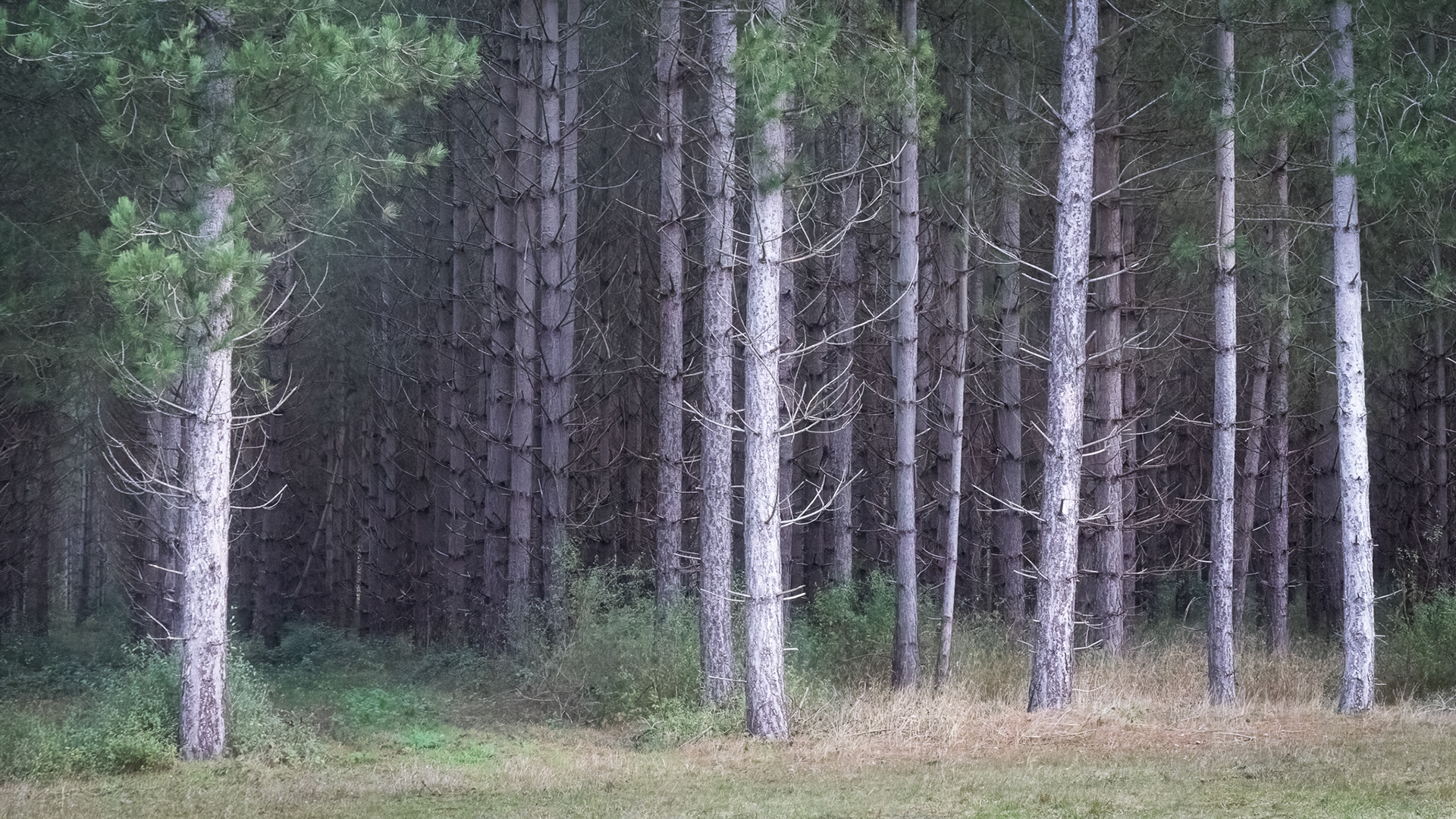 The King's Forest, Thetford