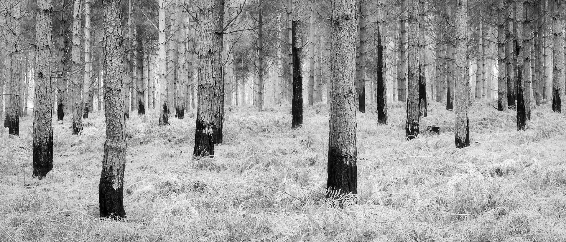 Thetford Forest