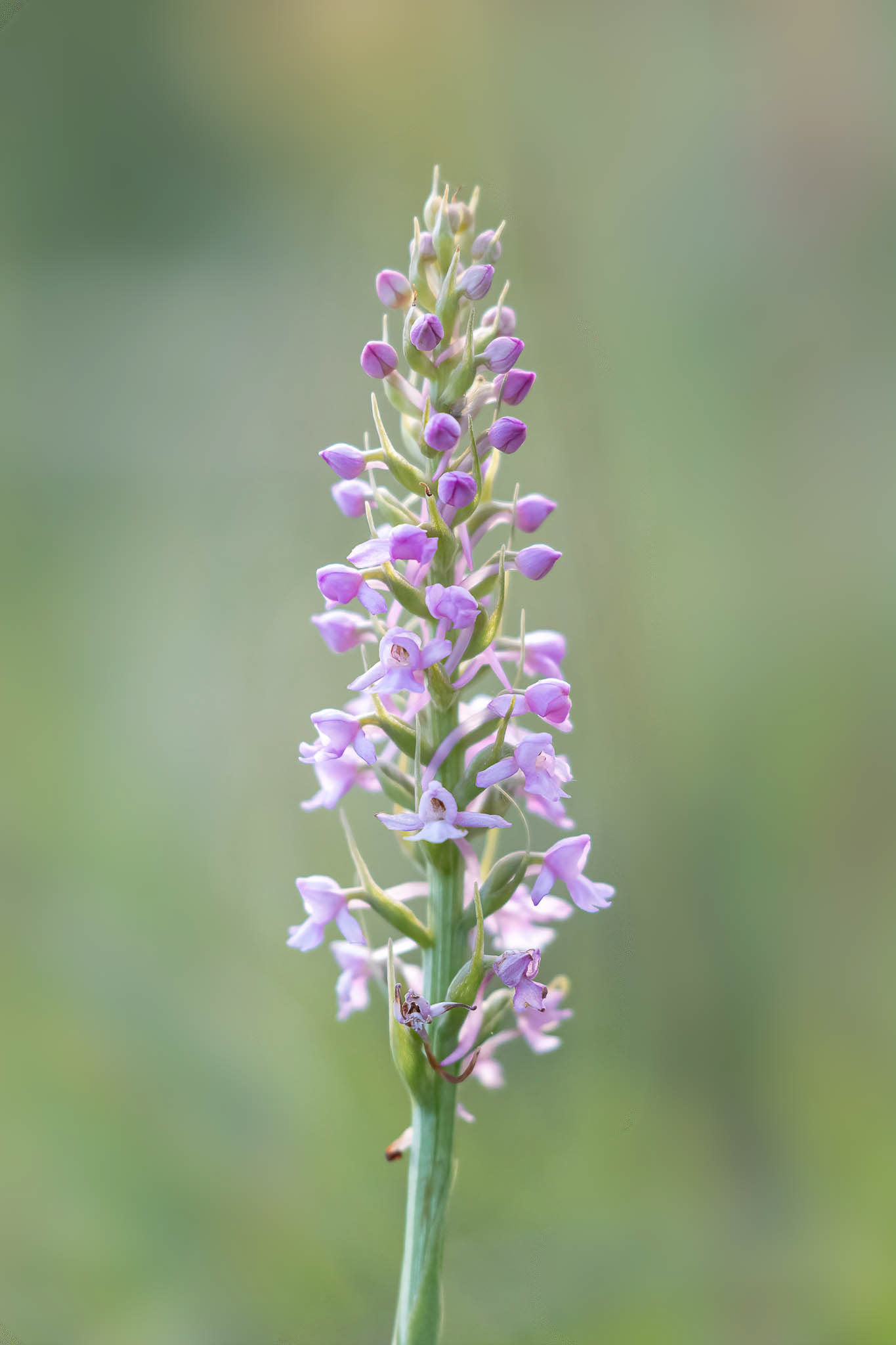 Chalk Fragrant Orchid